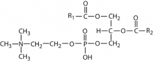 Molécula de Lipostabil