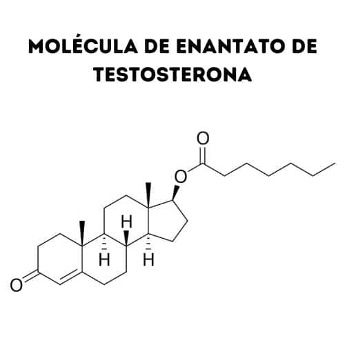 Molécula de Enantato de Testosterona
